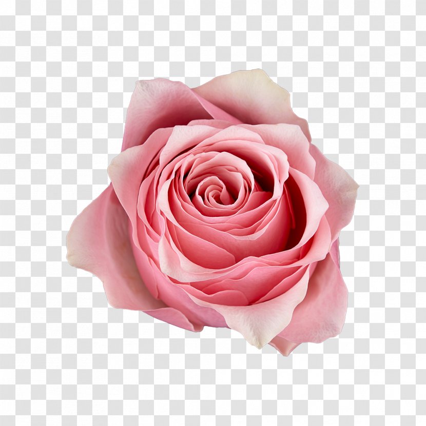 Garden Roses Cabbage Rose Floribunda Pink Cut Flowers - Flower Transparent PNG