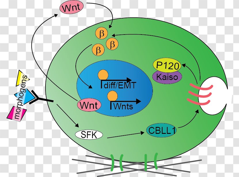 Stem Cell Developmental Biology Mesoderm Signaling Transparent PNG