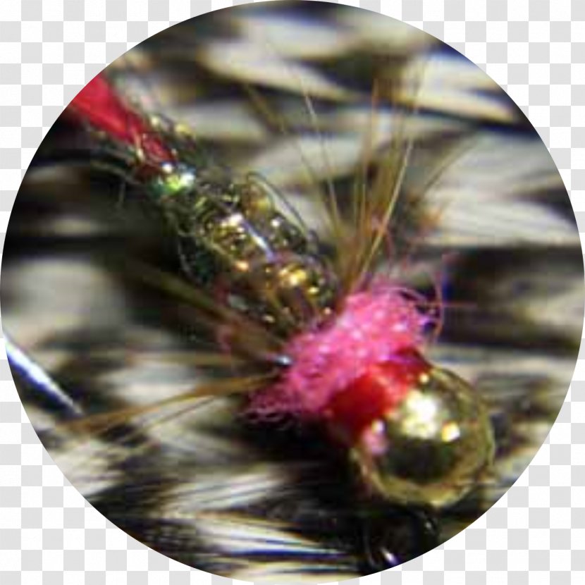 Fly Fishing Tying Pheasant Tail Nymph Hackle - Membrane Winged Insect - Flying Transparent PNG