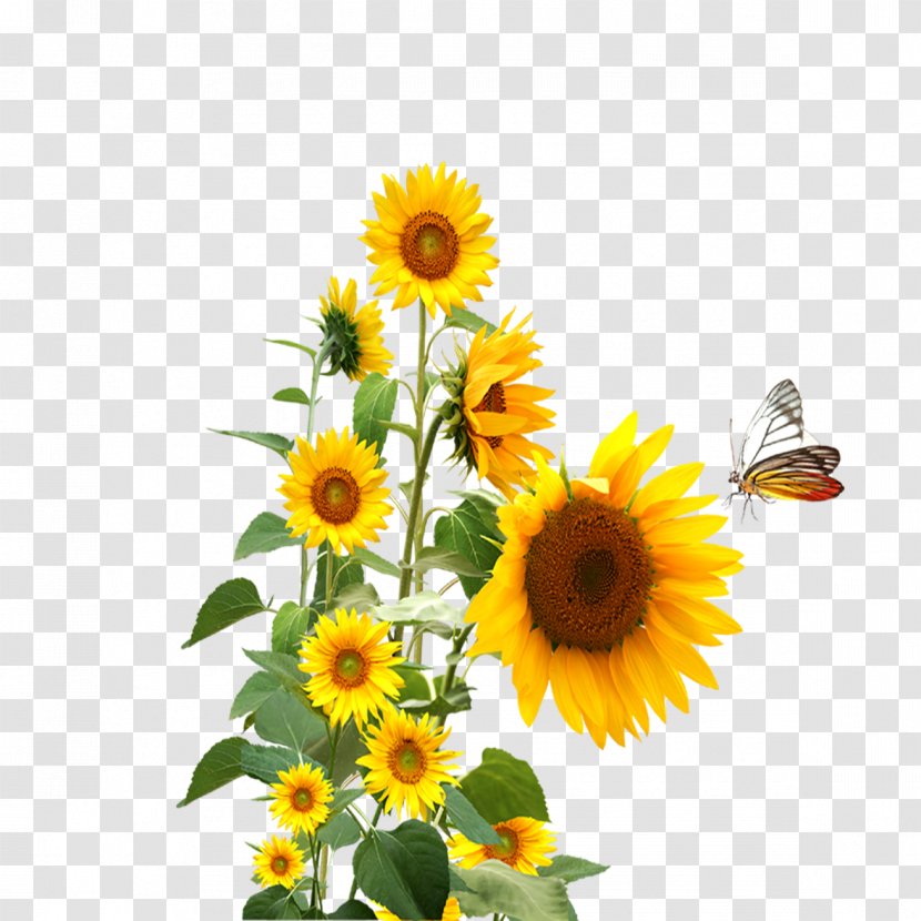 Common Sunflower - Floristry - Sunflower,butterfly Transparent PNG