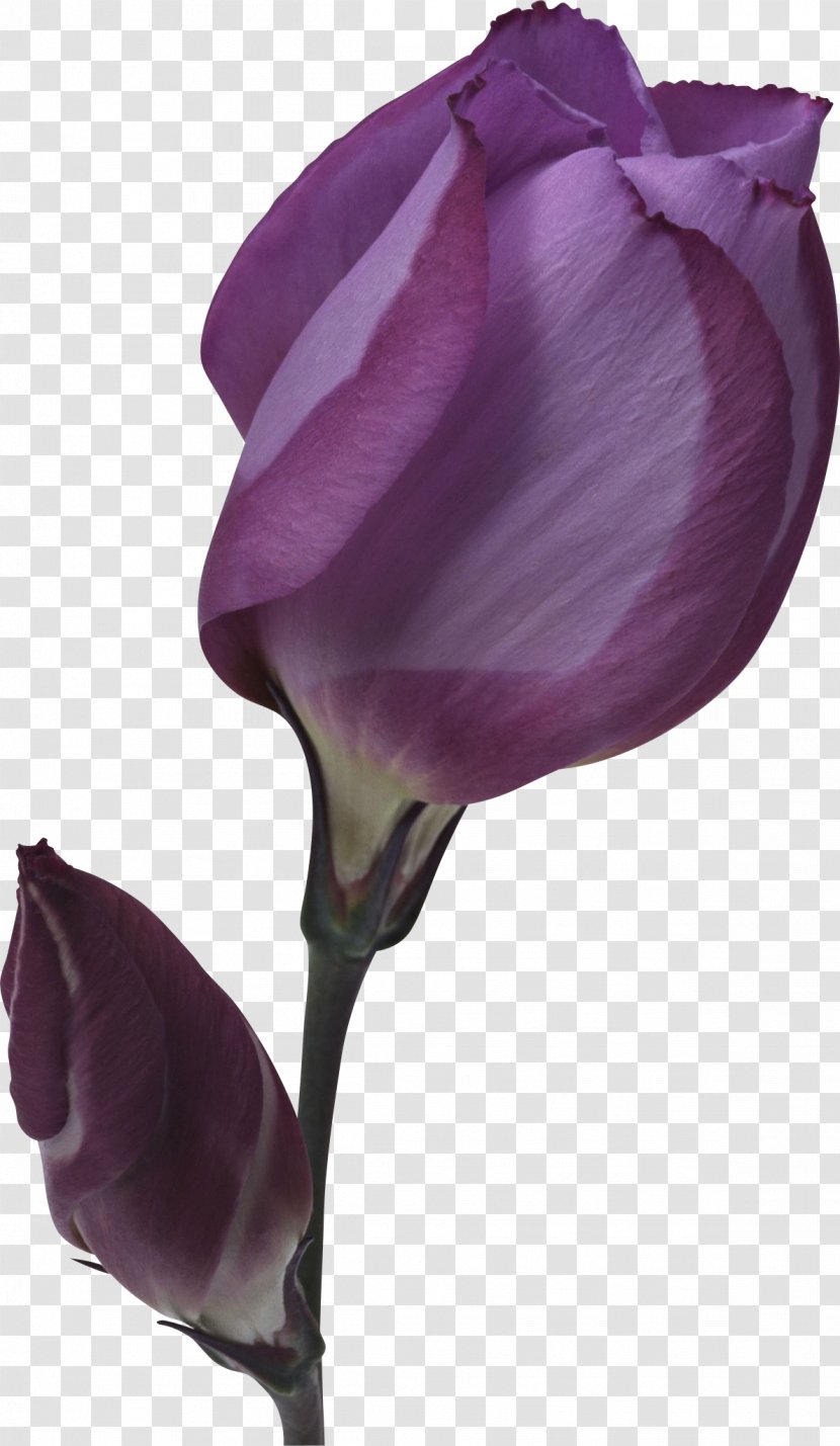 牛久葬儀社 Name レイホクソウギシャソウサイカイカンキキョウ IPhone 5 Meaning - Tulip - Flowering Plant Transparent PNG