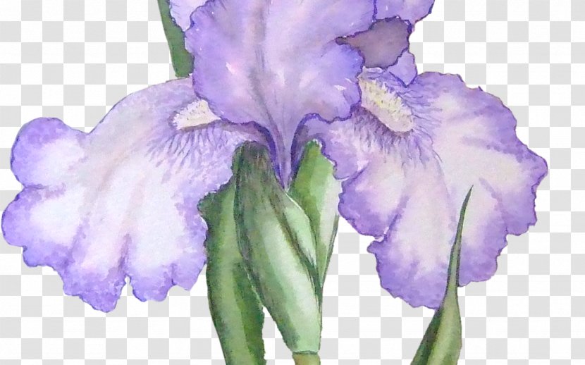 Orris Root Northern Blue Flag Iris Family Clip Art - Cattleya - Flower Transparent PNG