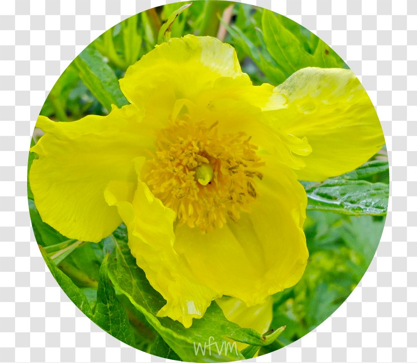 Wildflower - Columbine Transparent PNG