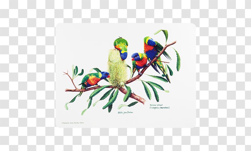 The Birds Of Australia Loriini Rainbow Lorikeet - Bird Transparent PNG