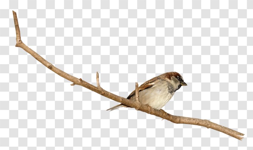 House Sparrow Finches Image - Twig Transparent PNG