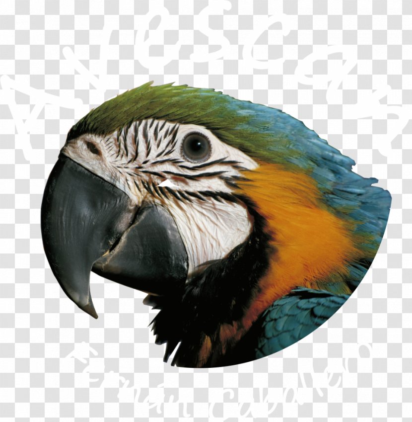 Society Finch Bird Macaw Weimaraner Vizsla - Perico Transparent PNG