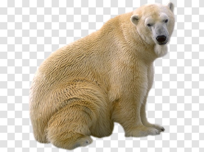 Polar Bear Brown Giant Panda - Tag Transparent PNG