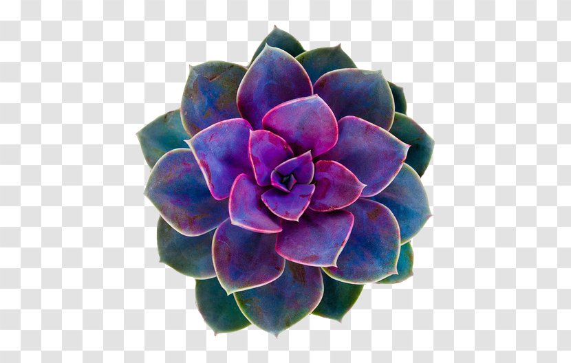 Cacti And Succulents Succulent Plant Flower Cactaceae Rose - Cactus Garden - Watercolor Transparent PNG