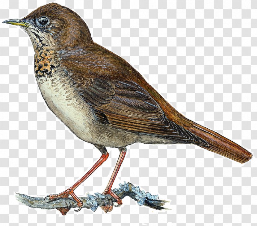 Common Nightingale Bicknell's Thrush European Robin Gray-cheeked House Sparrow Transparent PNG