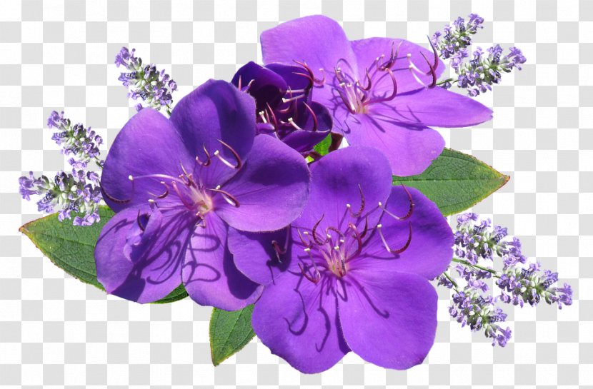 English Lavender Desktop Wallpaper Clip Art Flower Image Transparent PNG