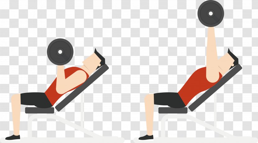 Physical Exercise Euclidean Vector Fitness Barbell Bench Press - Training - Recommend Movement Transparent PNG