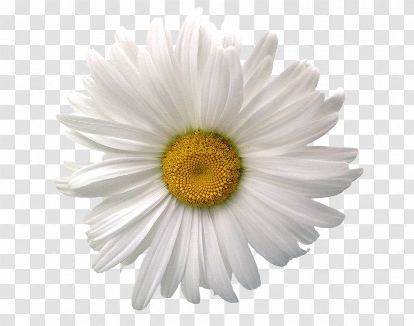 Common Daisy Birth Flower Stock Photography Chamomile - Gerbera - Sunflower Transparent PNG