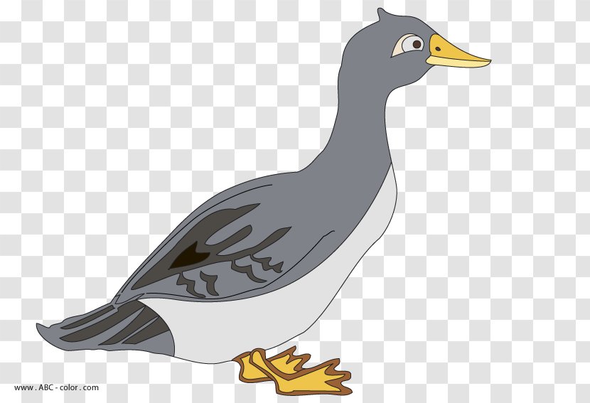 Duck Goose Anser Drawing Clip Art - Canada Transparent PNG