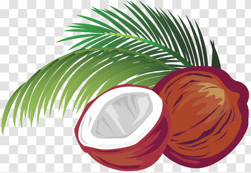 Coconut Milk Water Vector Graphics Illustration - Palm Tree Transparent PNG