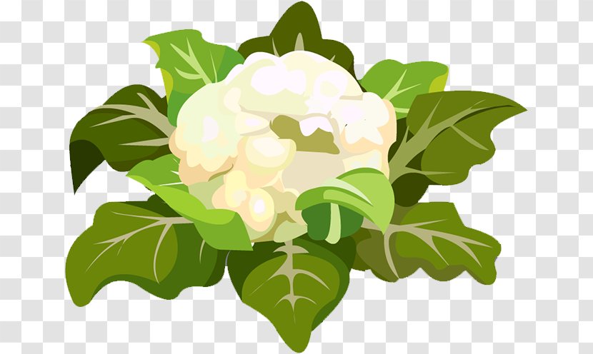 Cauliflower Floral Design Leaf Icon Transparent PNG