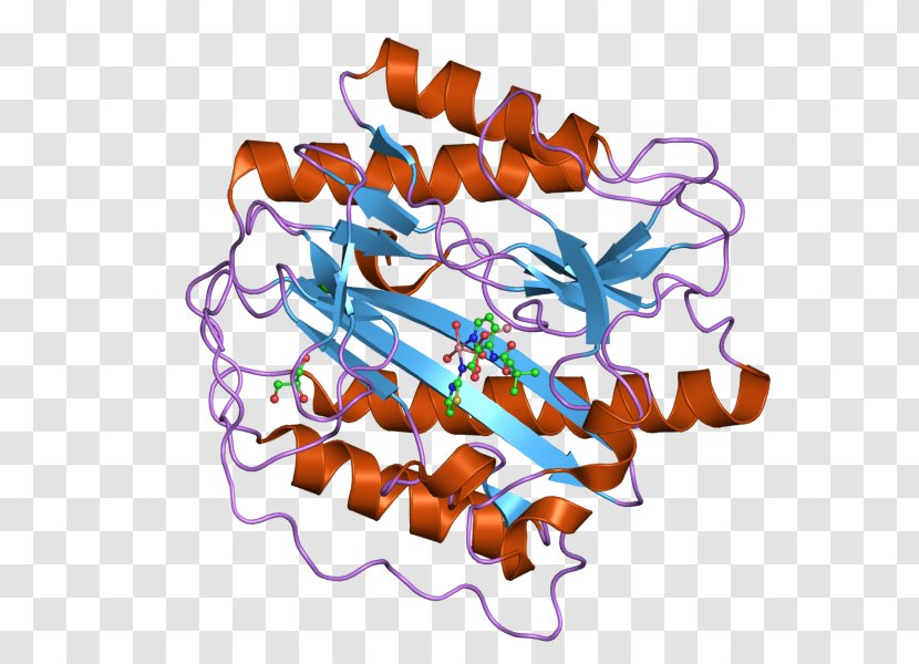 Aminopeptidase METAP1 Methionine Enzyme Protein - Organism - Cell Cycle Transparent PNG