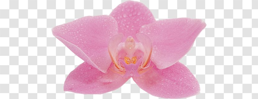 Moth Orchids Pink M - Flower - Orchid Transparent PNG