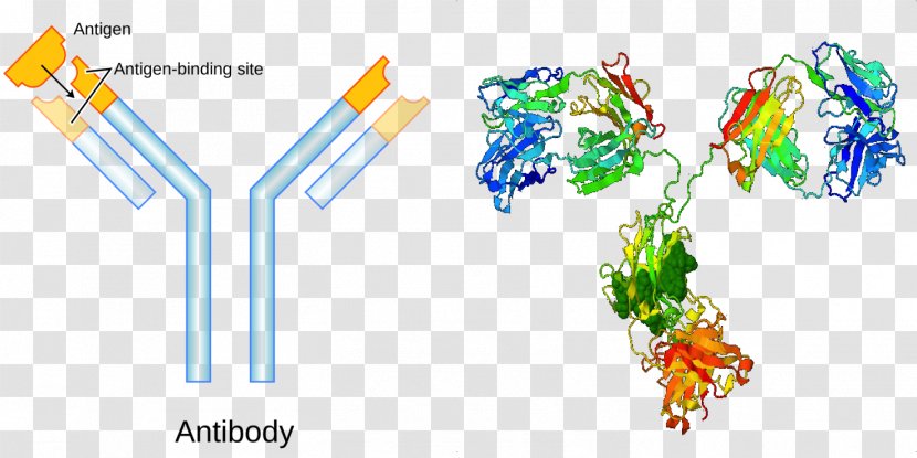 Antibody Protein Immune System Antigen Body Fluid - Structure - Text Transparent PNG