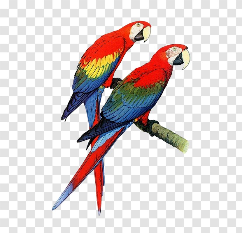 Parrot Bird Pet Clip Art - Document Transparent PNG