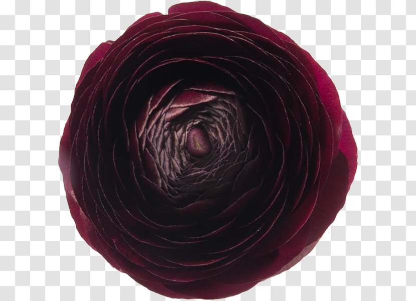Garden Roses Flora: Images Cut Flowers Buttercup - Flower Transparent PNG