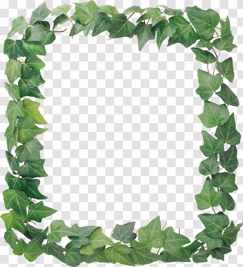 Picture Frames Ivy Vine Cropping - Bindweed Transparent PNG