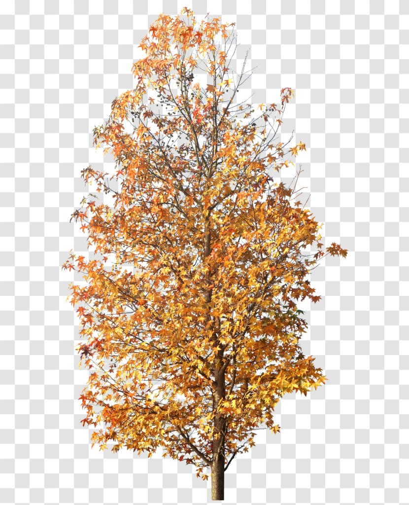 Twig Tree Autumn Clip Art Transparent PNG