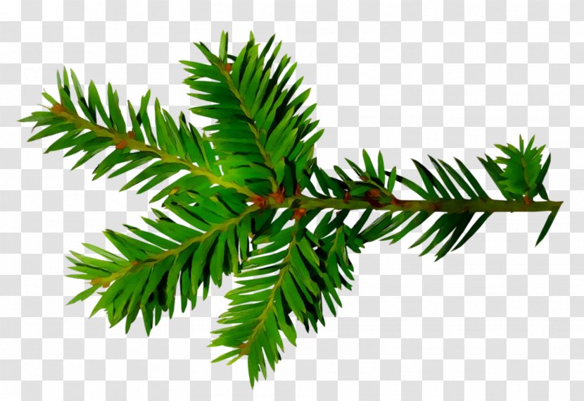 Spruce English Yew Fir Christmas Ornament Leaf - Twig - Oregon Pine Transparent PNG