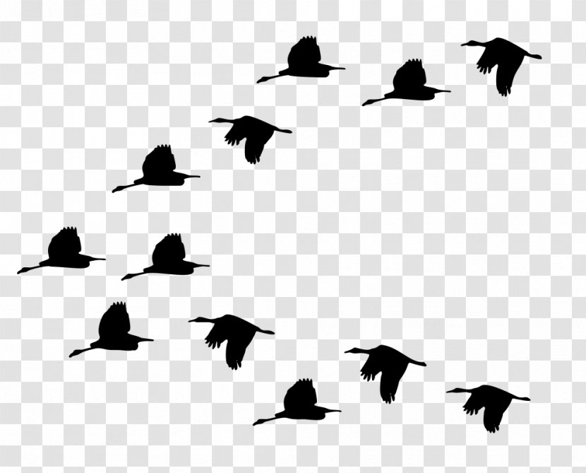 Duck Bird Migration Goose Mallard - Flightless - Ducks Geese And Swans Transparent PNG