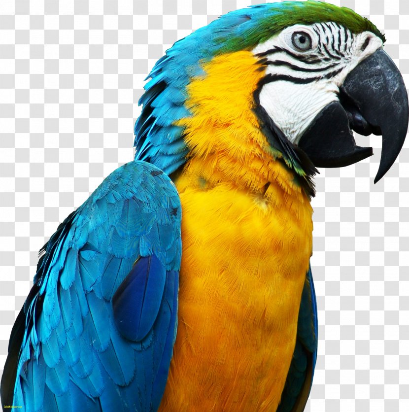 Parrot Bird Clip Art Transparent PNG