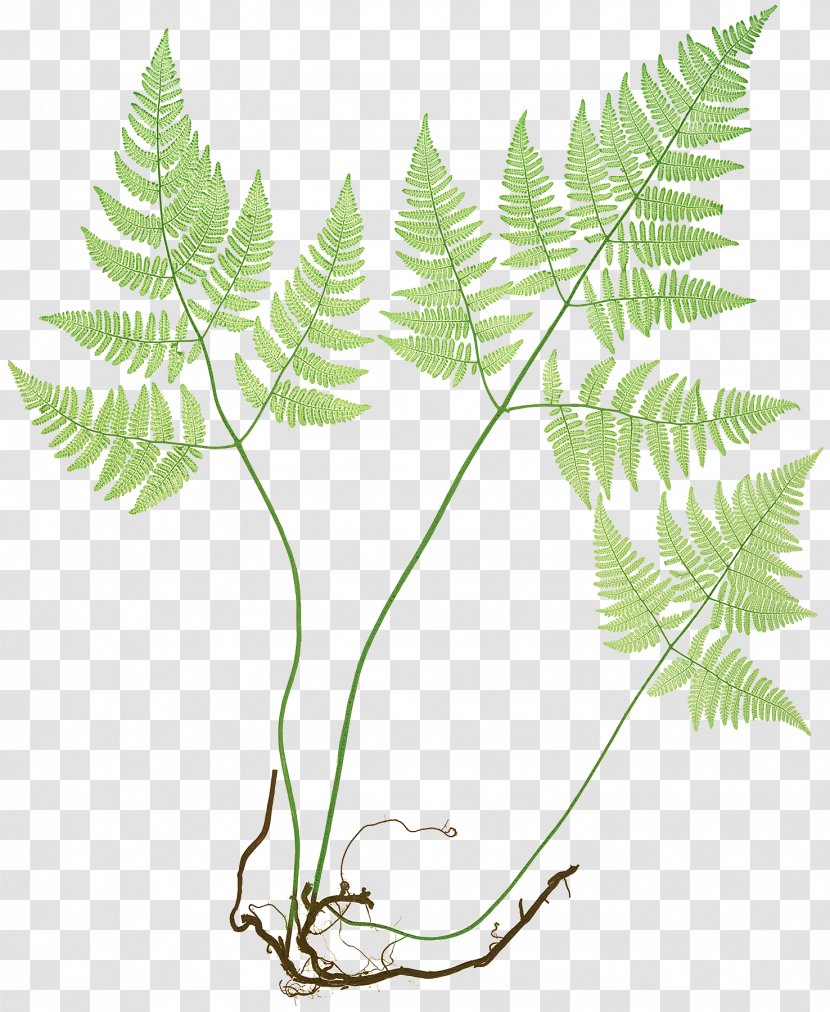 The Ferns Of Great Britain And Ireland Common Polypody Northern Oak Fern Elkhorn - Painted Lady Plant Transparent PNG