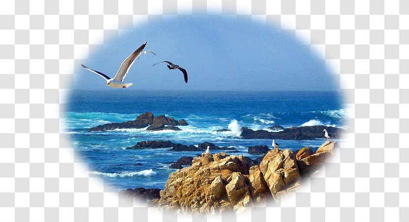 Afternoon Greeting Love Friendship Message - Sea - 100 Natural Transparent PNG