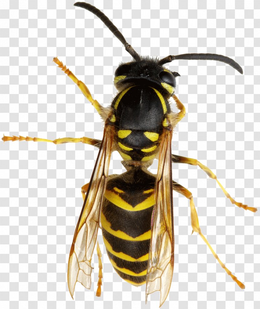 Hornet Bee True Wasps Nest - Membrane Winged Insect Transparent PNG