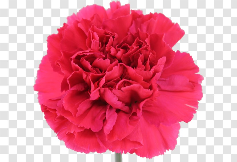 Carnation Cabbage Rose Cut Flowers Peony - Herbaceous Plant Transparent PNG