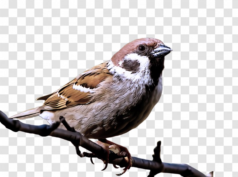 Bird Sparrow House Beak Finch - Chipping Song Transparent PNG