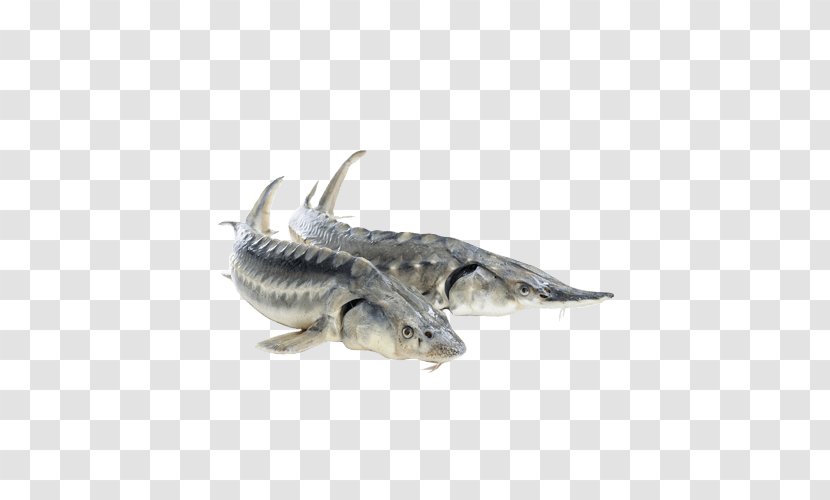 Beluga White Sturgeon Sterlet Stock Photography Fish - Mackerel Transparent PNG