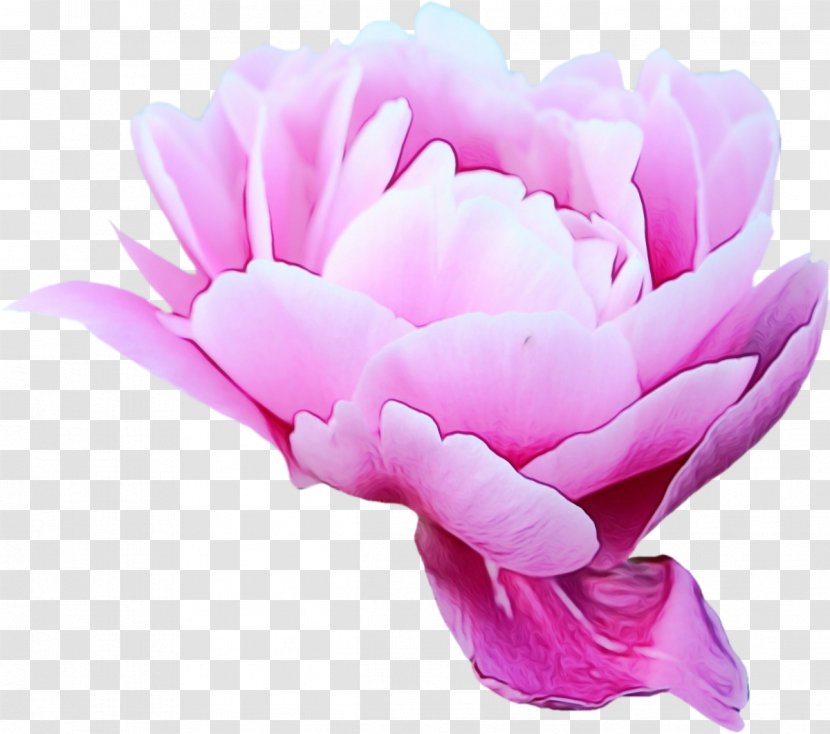 Petal Pink Flower Plant Flowering - Family Magenta Transparent PNG