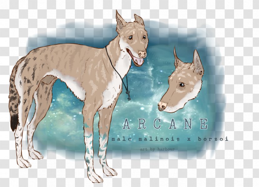 Italian Greyhound Whippet Spanish Ibizan Hound - Breed - Arcane Transparent PNG