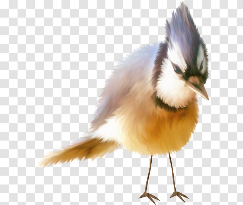 Beak Bird Wren Blue Jay Feather - Organism Transparent PNG