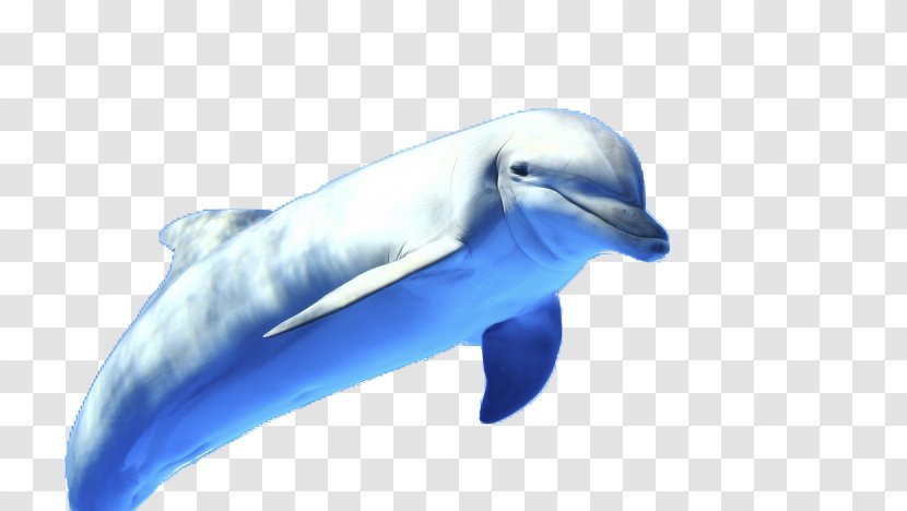 Dolphin Display Resolution High-definition Television 1080p Wallpaper - Fauna - Blue Transparent PNG