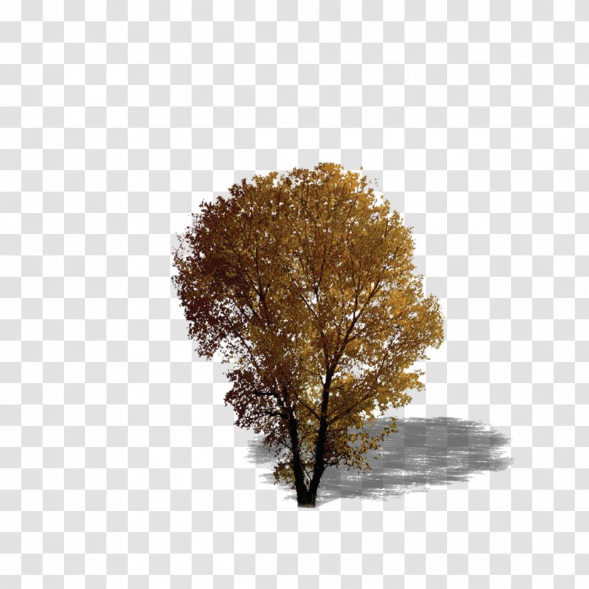Broad-leaved Tree Texture Mapping Evergreen - Plant - Plant,tree,forest,Leaves Transparent PNG