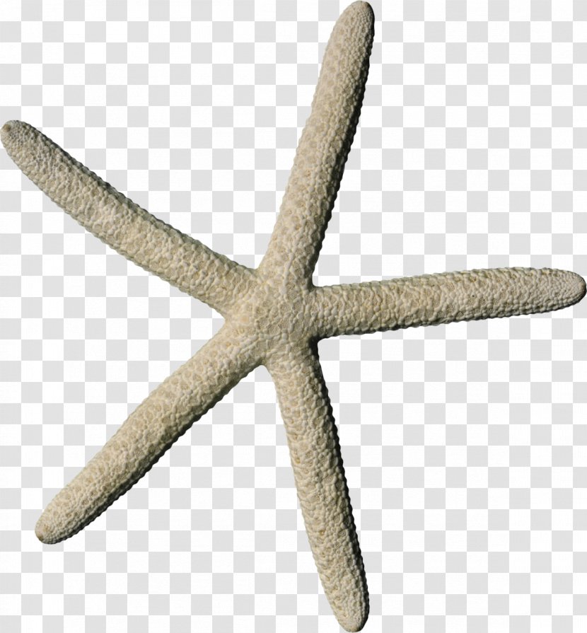 Squid As Food IFolder Starfish DepositFiles - Organism - Shells And Transparent PNG