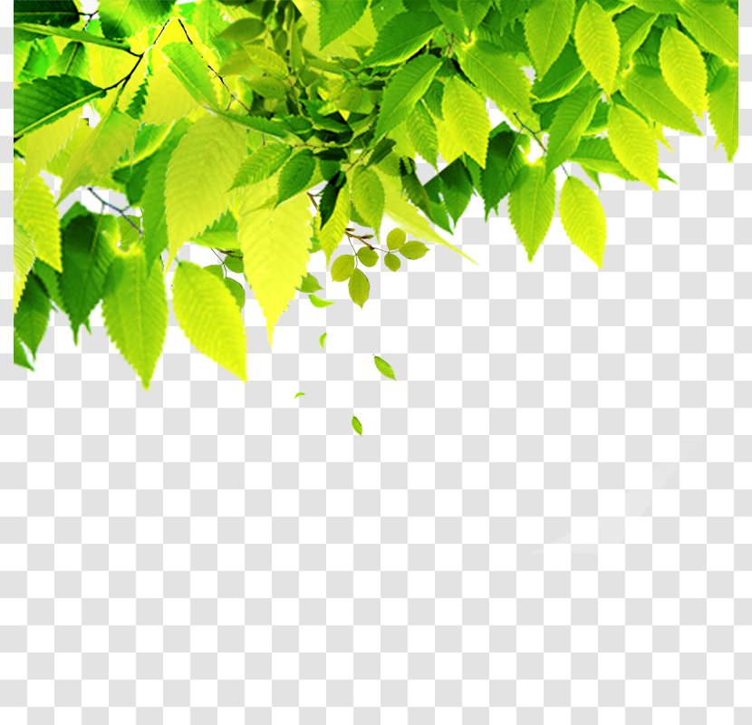 Poster Art - Sky - Green Leaves Transparent PNG