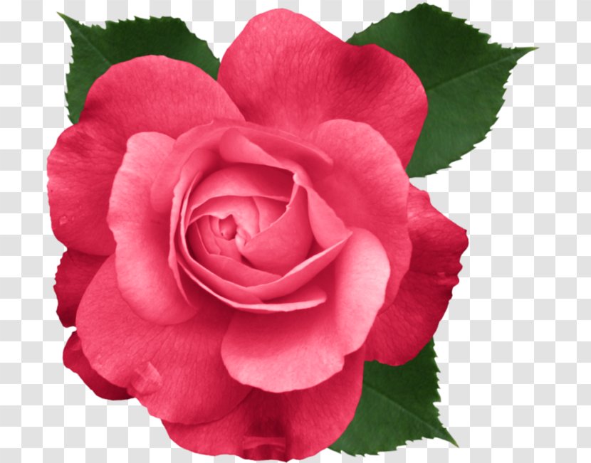 Mother's Day Rose Father's Clip Art - Theaceae Transparent PNG