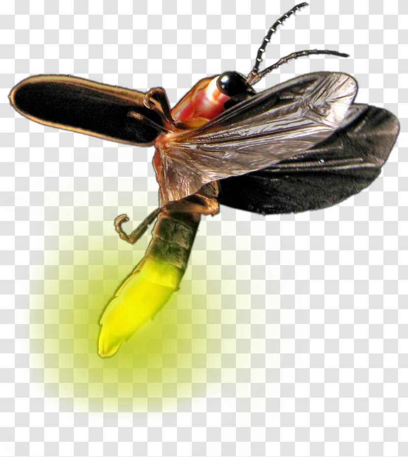 Bee Background - Drawing - Blowflies Hornet Transparent PNG