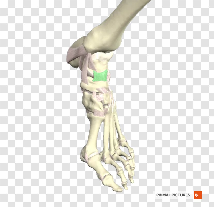 Figurine H&M - Bone - Ligament Heel Transparent PNG