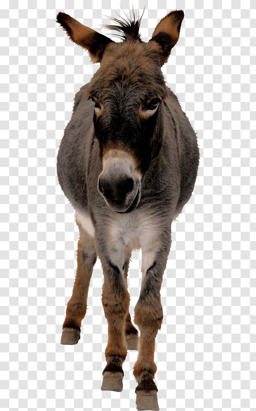 Donkey Image Clip Art - Stock Photography Transparent PNG