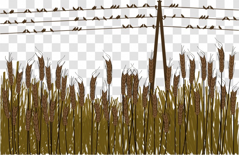 Download - Grasses - Vector High-voltage Wire Transparent PNG