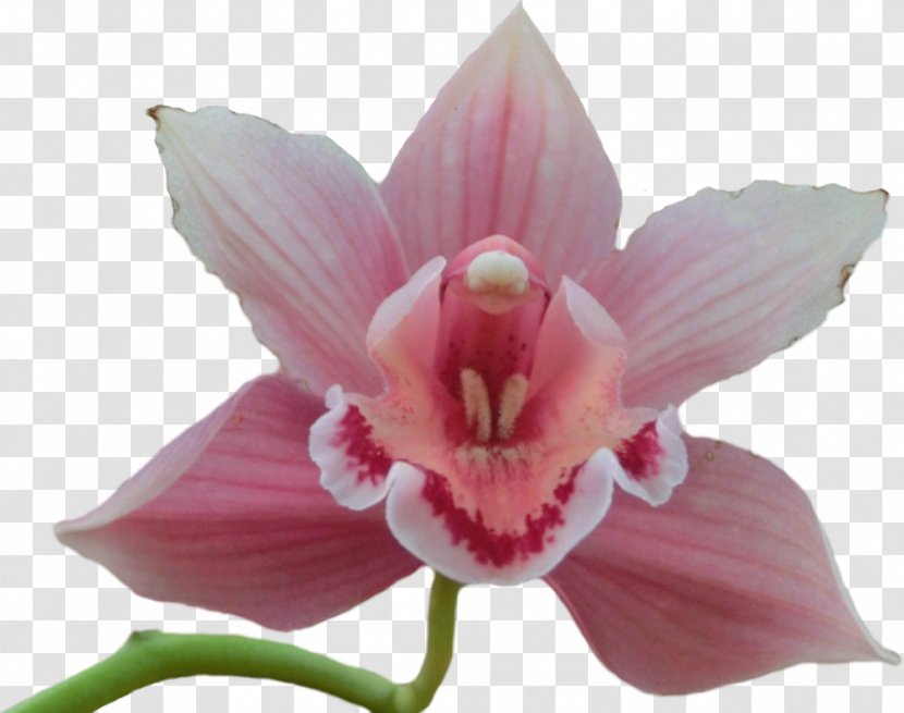 Orchids Flower Clip Art - Flowering Plant Transparent PNG