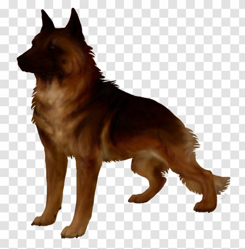 Old German Shepherd Dog Tervuren King Belgian Kunming Wolfdog - Snout - Stepdad Transparent PNG