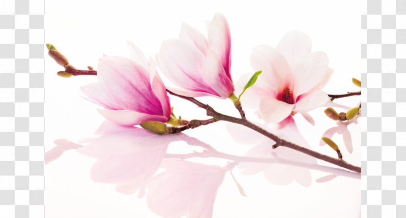 Southern Magnolia Flower Stellata Desktop Wallpaper Liliiflora - Flowering Plant Transparent PNG